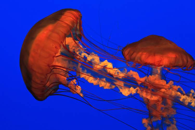 bright orange jellyfish in an aquarium 